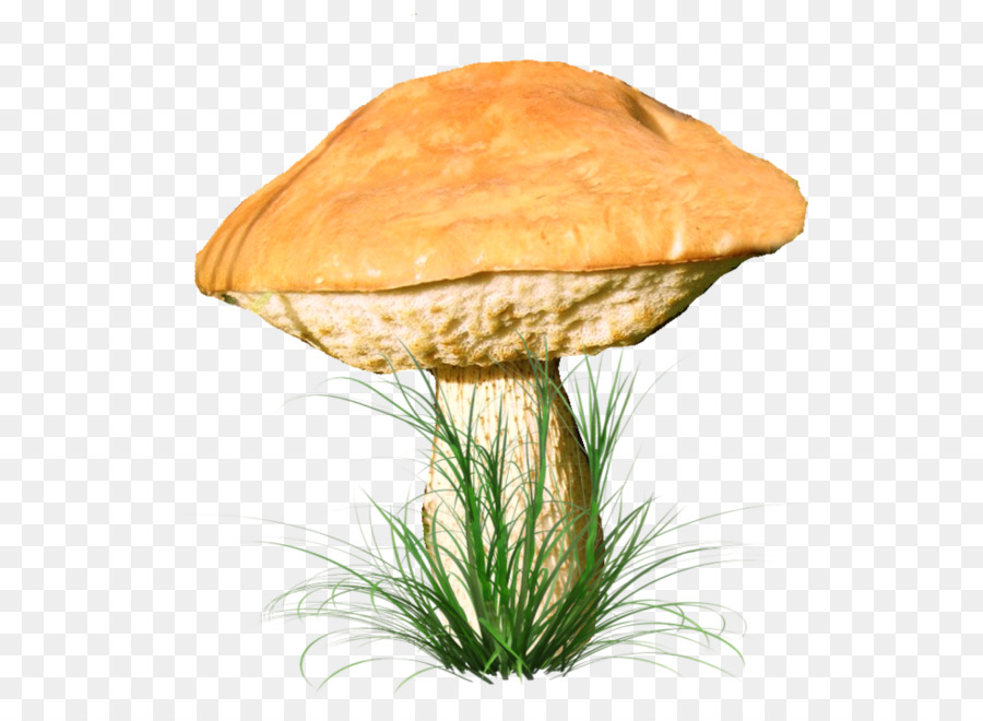 Champignon，Marasmius Oreades PNG