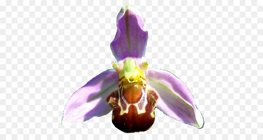 Teigne Des Orchidées，Abeille PNG