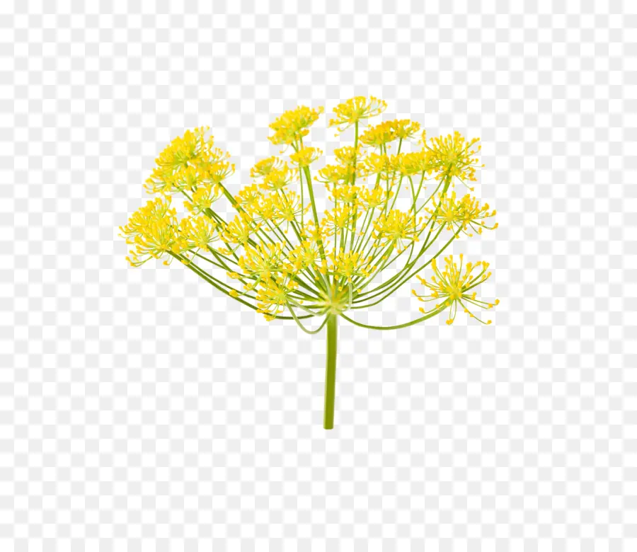 Fleur Jaune，Fleurir PNG