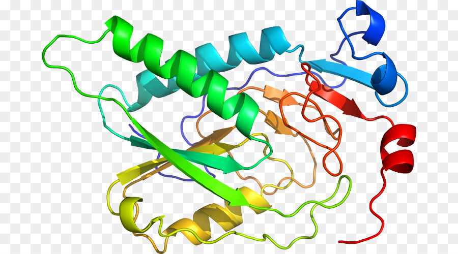 Structure Des Protéines，Molécule PNG