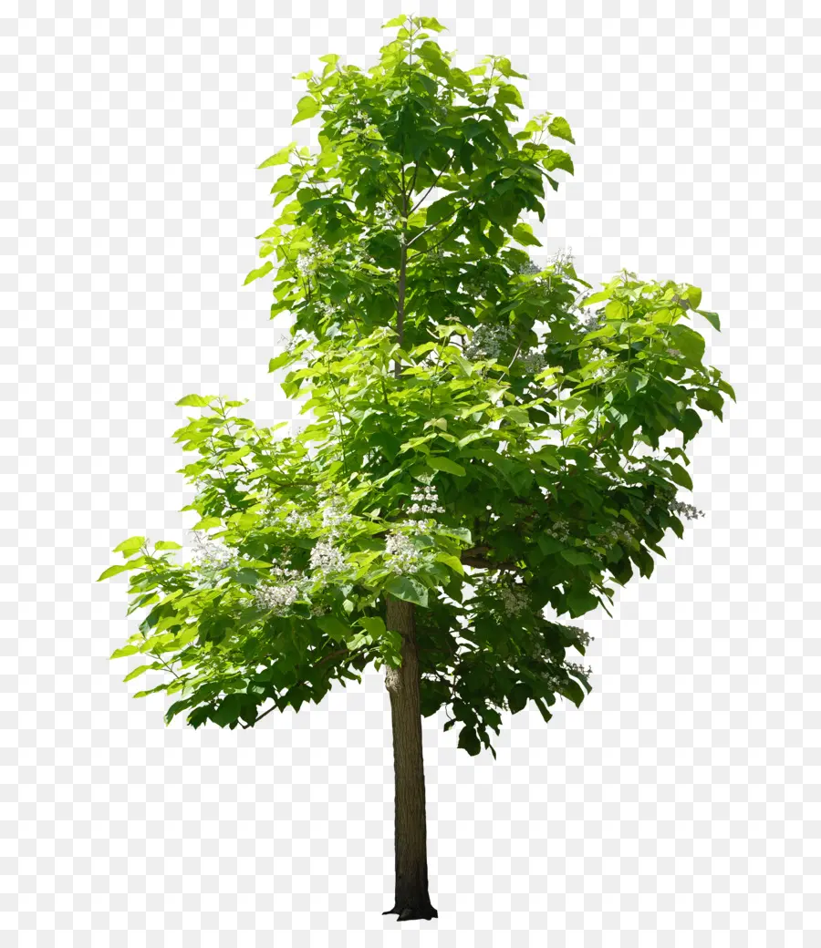 Arbre，Usine PNG