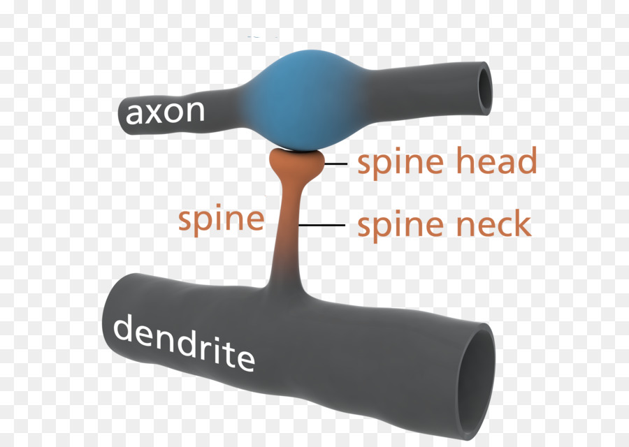 Des épines Dendritiques，Dendrite PNG