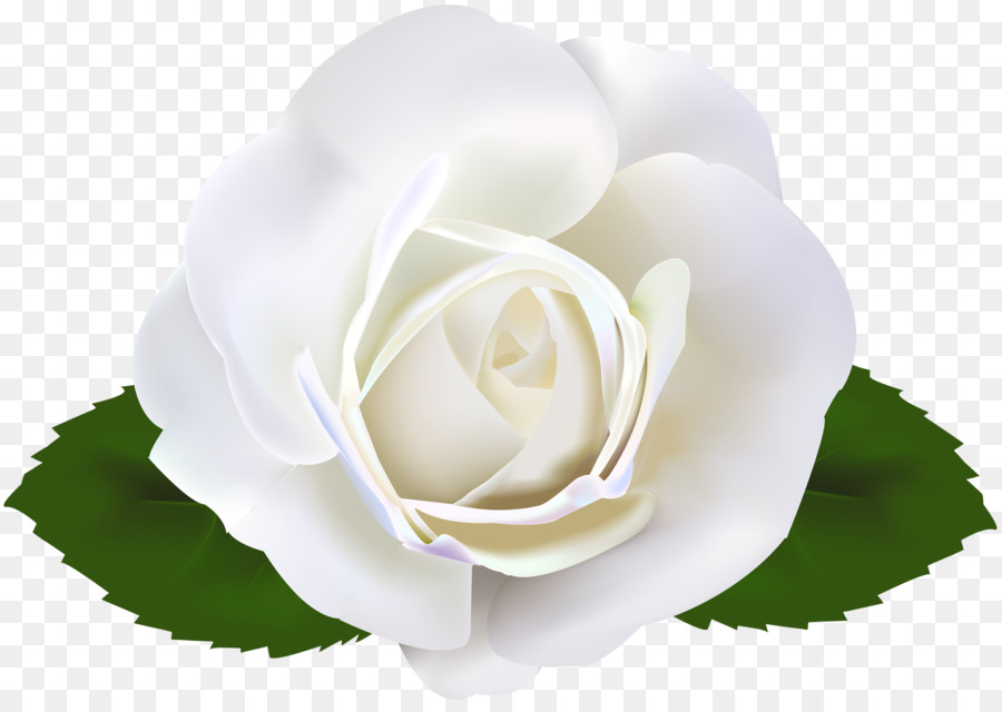 Fleur Blanche，Feuilles PNG