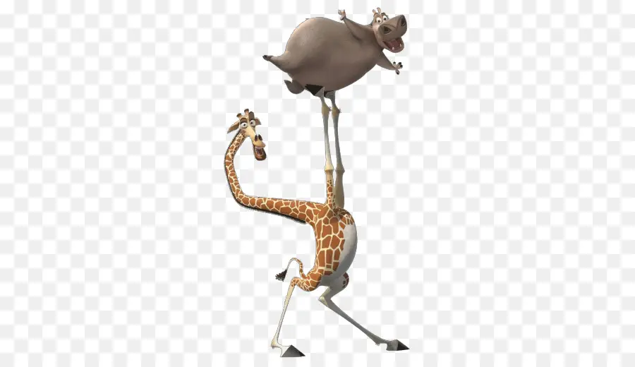 Girafe Et Hippopotame，Équilibrage PNG