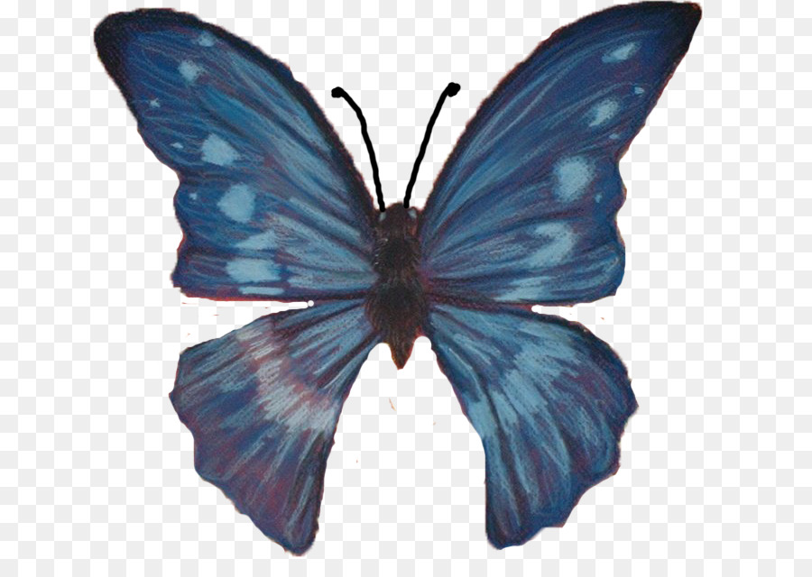 Papillons，Papillon PNG