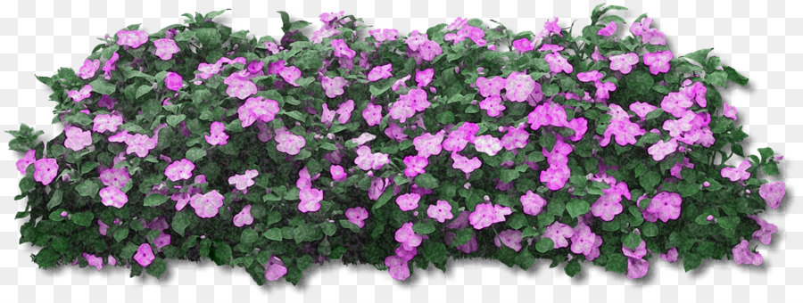 Fleurs，Fleurir PNG