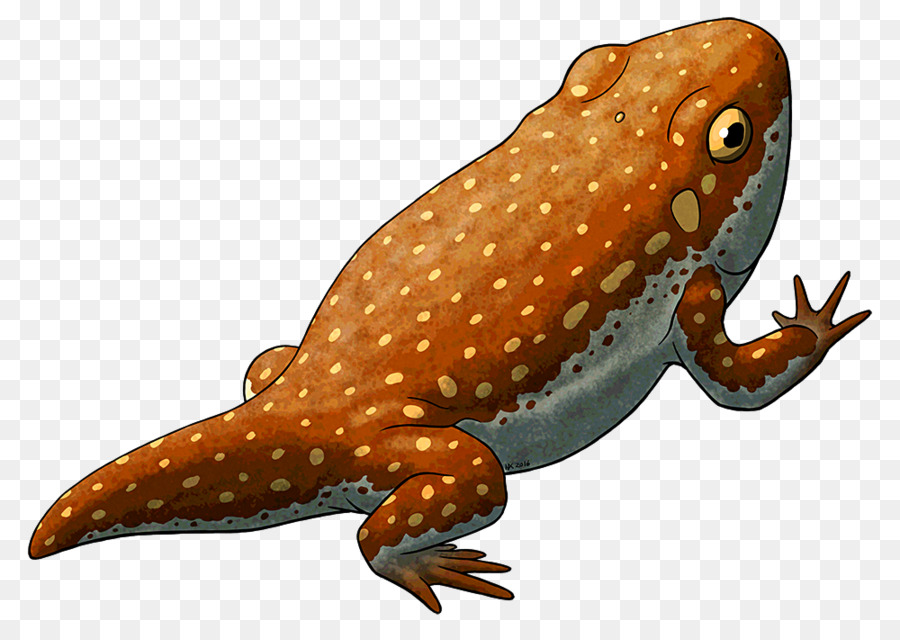 Crapaud，Amphibie PNG