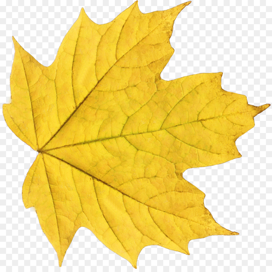 Feuille，Automne PNG