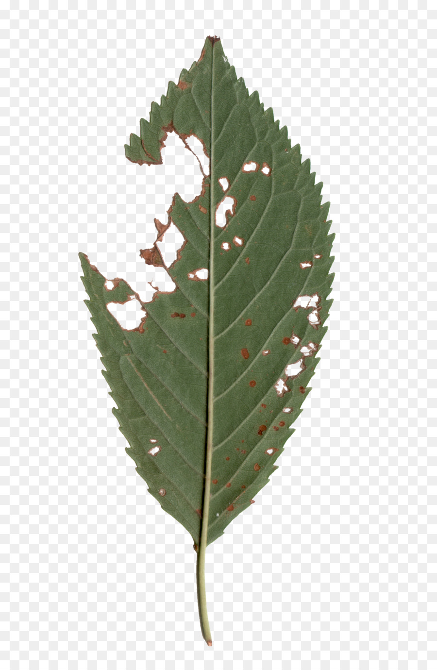 La Pathologie Des Plantes，Feuille PNG