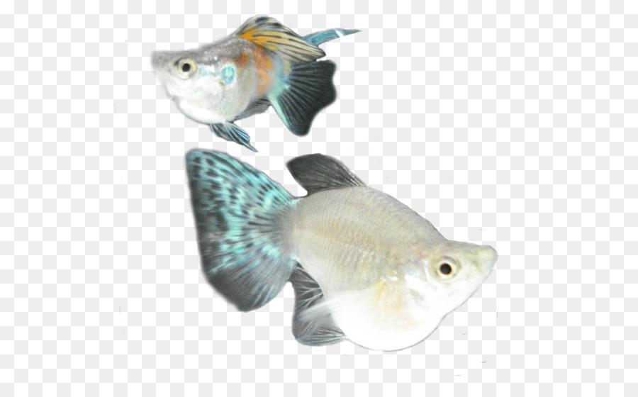 Poisson，Aquatique PNG