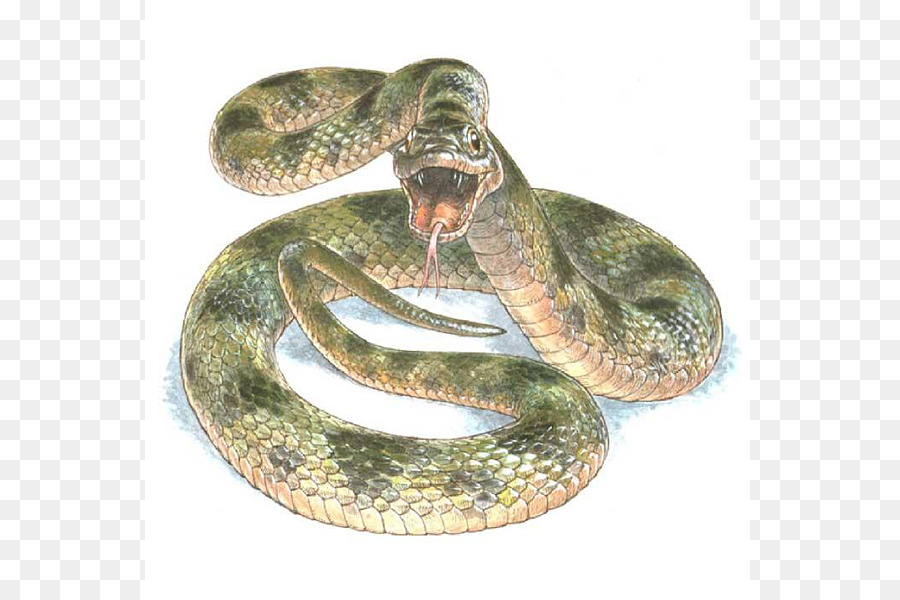 Serpent，Reptile PNG