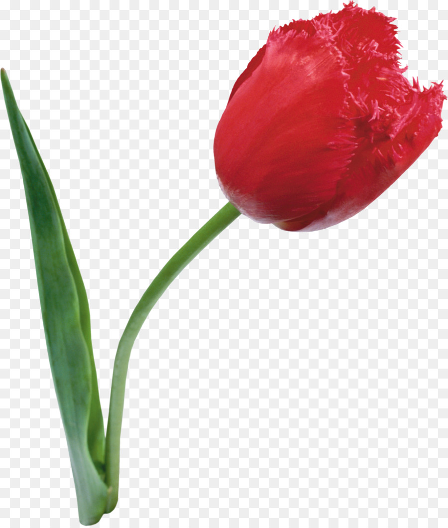 Tulipe，Usine PNG