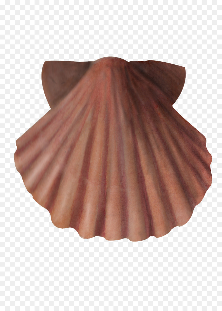 Coquillage，Coquille PNG