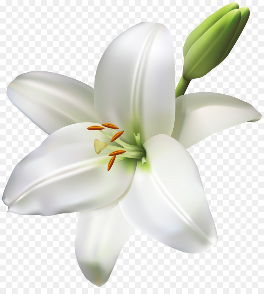 lis blanc fleur lys de paques png lis blanc fleur lys de paques transparentes png gratuit lis blanc fleur lys de paques png