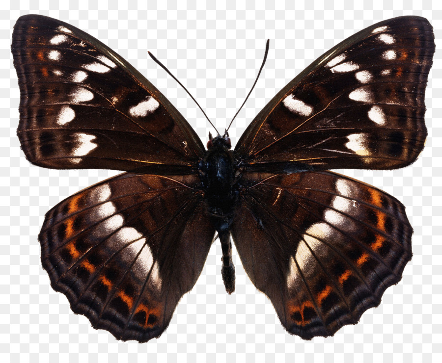 Papillon Noir，Ailes PNG