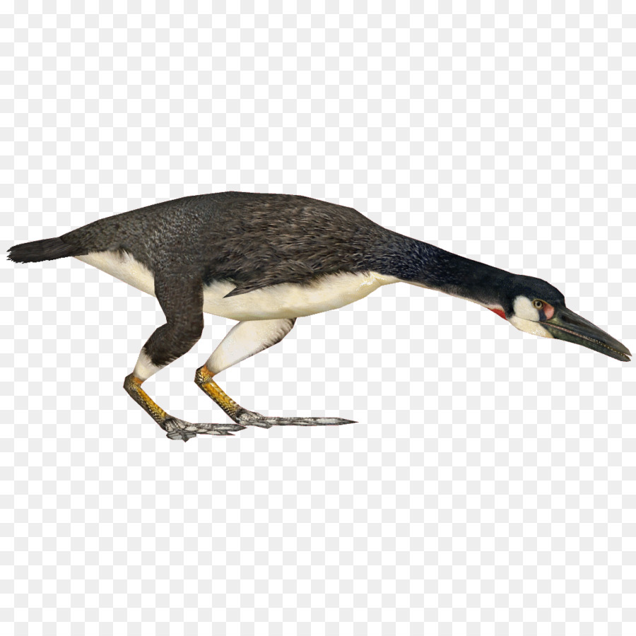 Oiseau，Hesperornis PNG