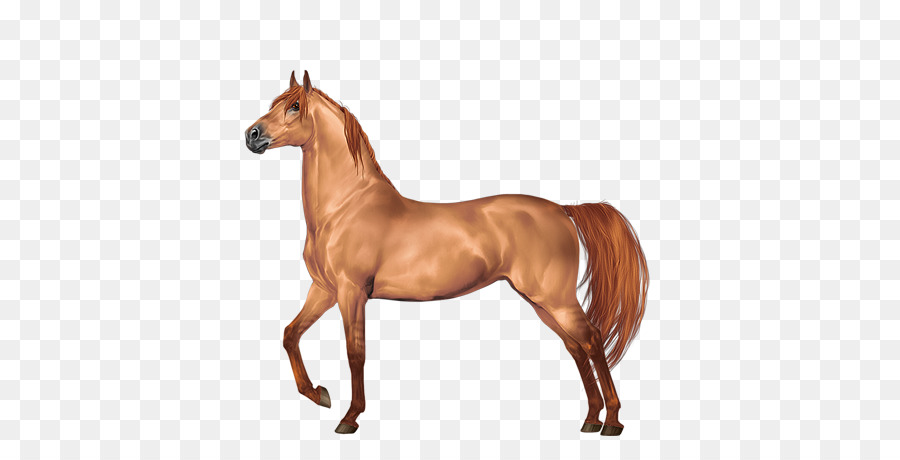 Cheval，Équin PNG