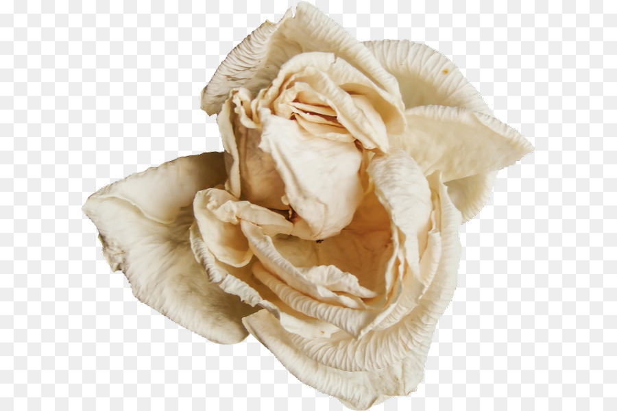 Fleur Séchée，Blanc PNG