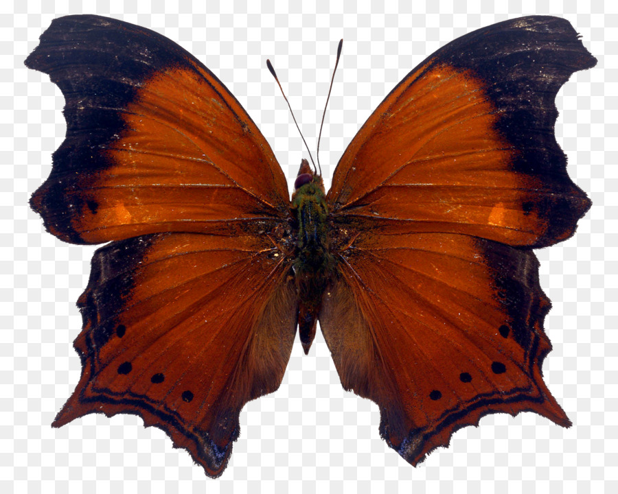 Papillon Noir，Ailes PNG