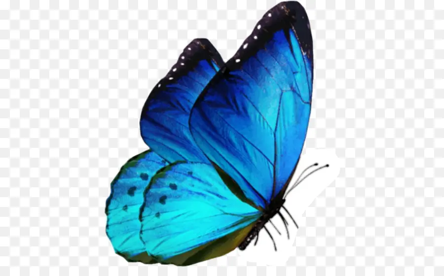 Papillon Bleu，Ailes PNG