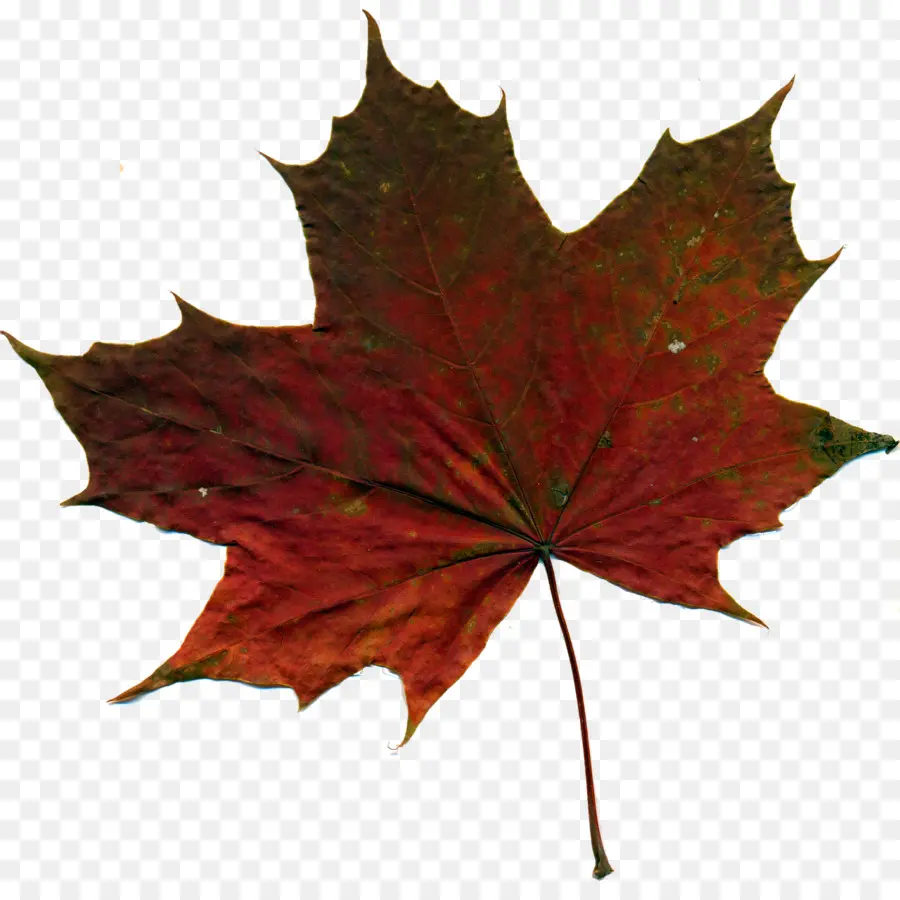 Feuilles D'automne，Automne PNG