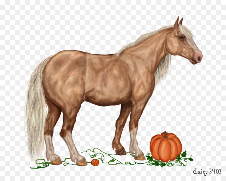 Cheval，Citrouille PNG