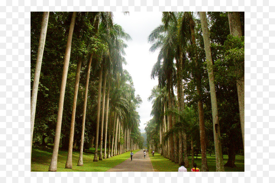 Biome，Forêt Tropicale PNG