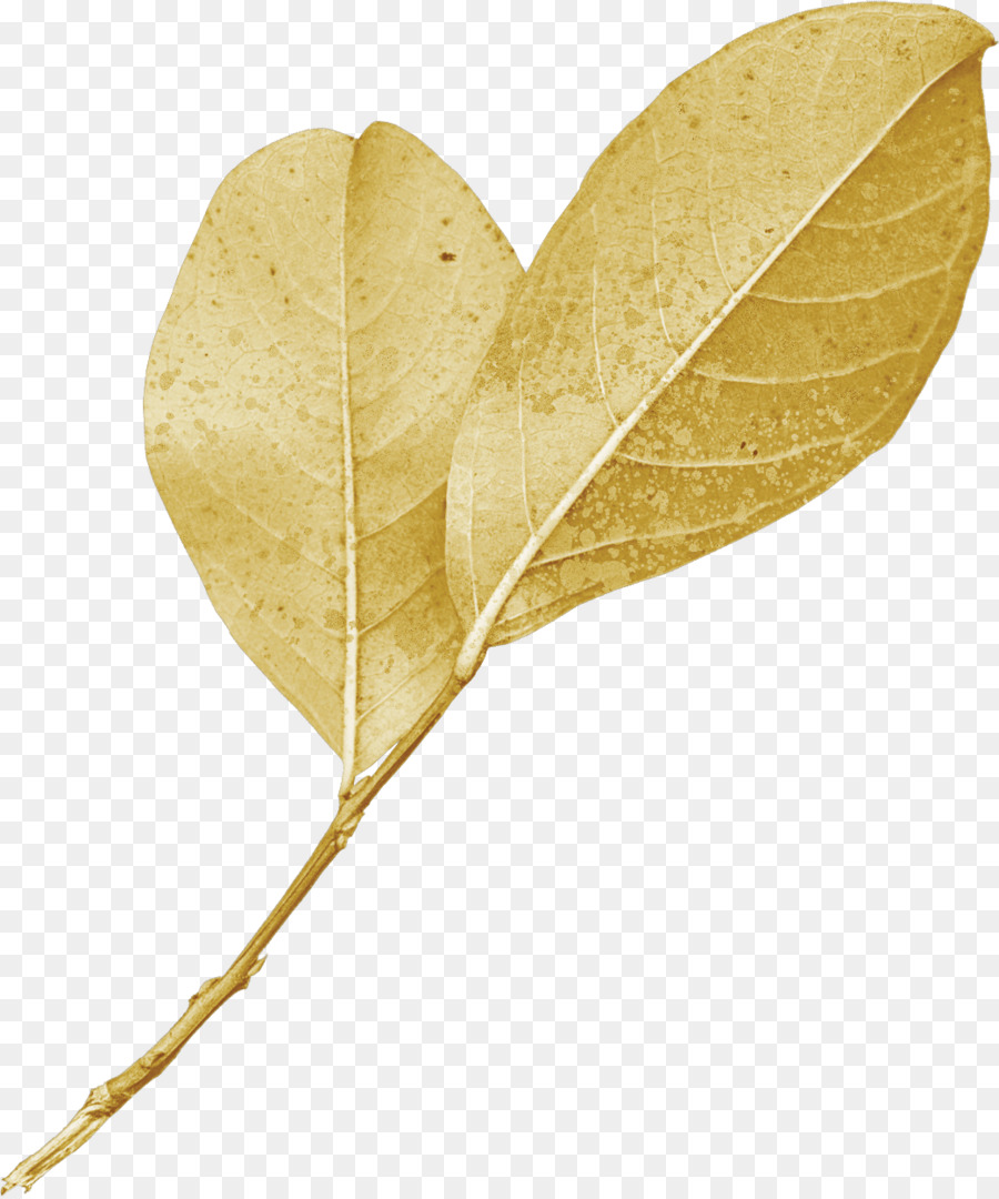 Feuille，Plante PNG