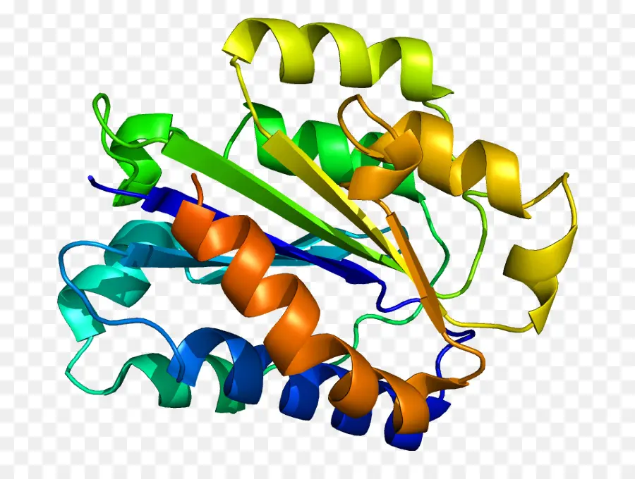 Structure Des Protéines，Molécule PNG