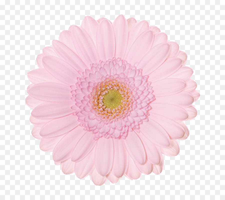 Fleur，Rose PNG