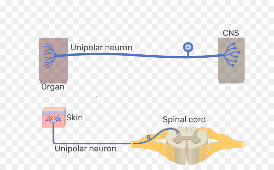 Unipolaire Neurone，Neurone PNG
