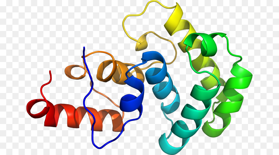 Structure Des Protéines，Molécule PNG