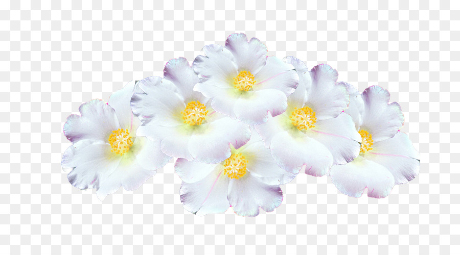 Primevère，Fleur PNG