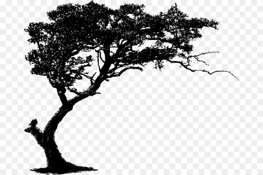 Arbre，Succursales PNG