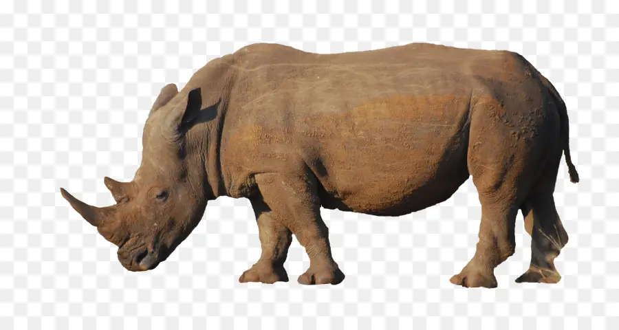 Rhinocéros，Sauvage PNG