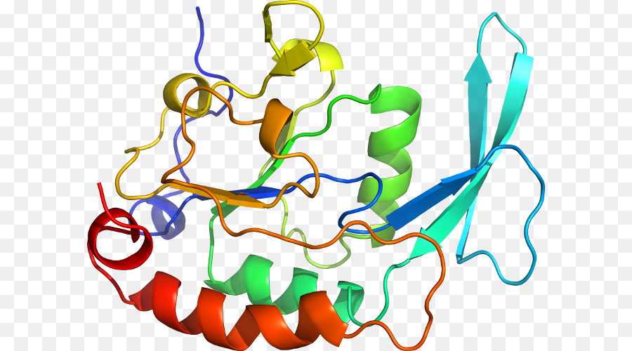 Structure Des Protéines，Biologie PNG