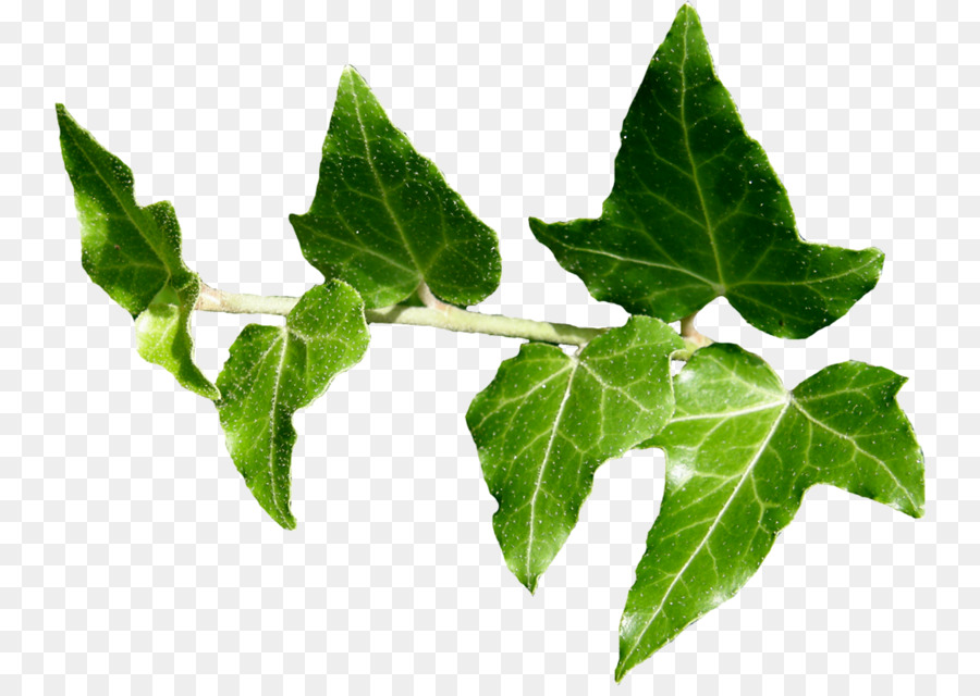 Lierre Vert，Feuilles PNG