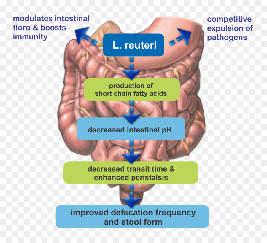 Organisme，Muscle PNG