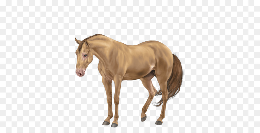 Cheval，Équin PNG