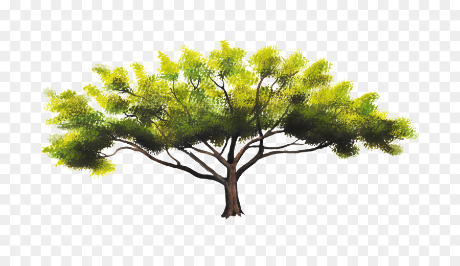 Arbre Vert，Usine PNG