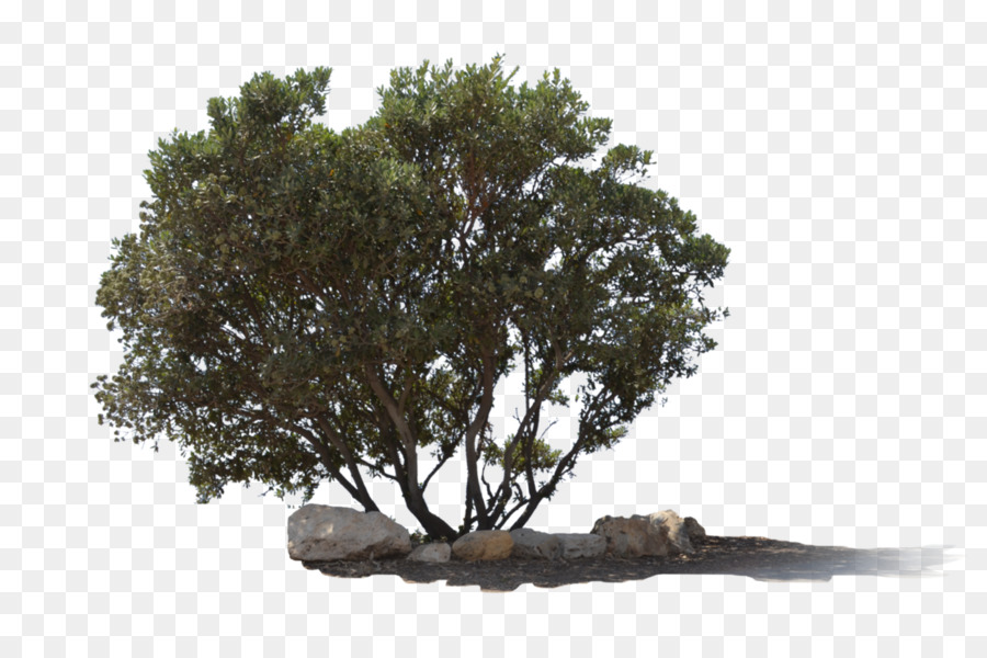 Arbre，Forêt PNG