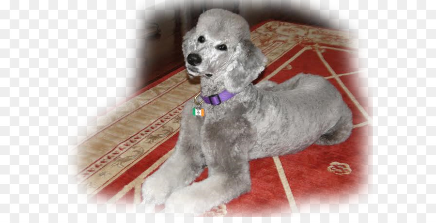 Caniche Miniature，Caniche Toy PNG