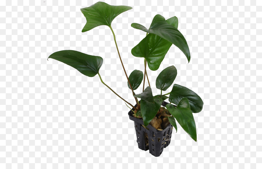 Plante Verte，Feuilles PNG