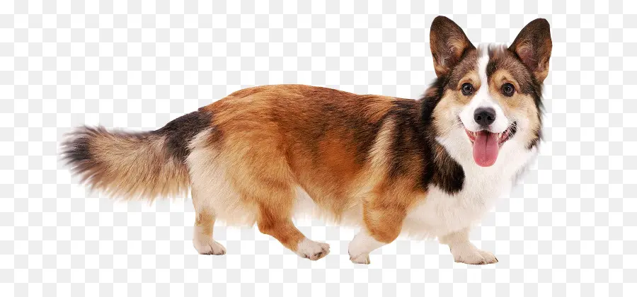 Corgi，Chien PNG