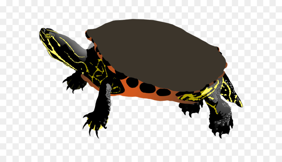 Tortue，Reptile PNG