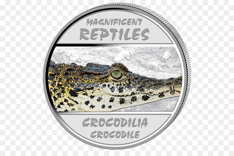 Crocodile，Tortue PNG