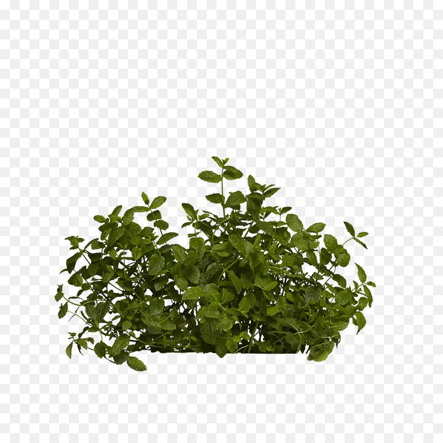 Feuille，Arbre PNG