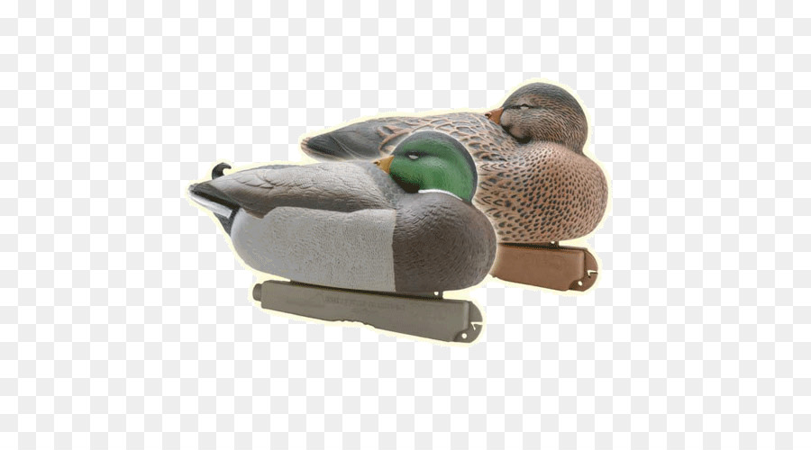 Mallard，Canard PNG