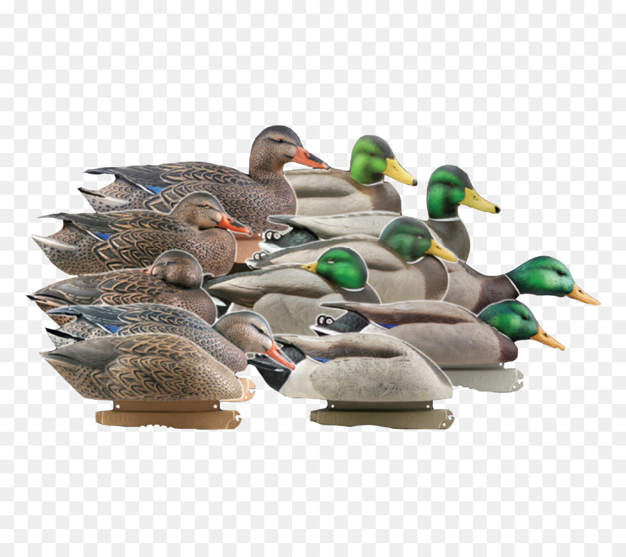 Mallard，Canard PNG