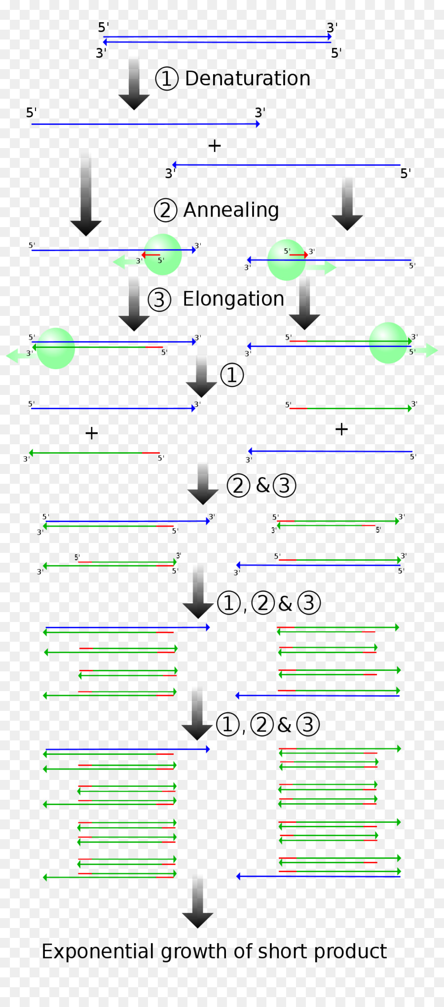 Réaction En Chaîne Par Polymérase，L Adn PNG